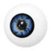 Blue false eye